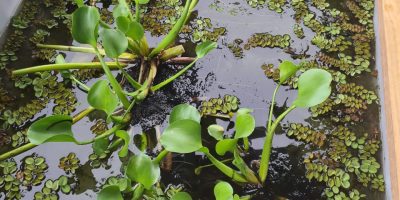 FAVORISER LA BIODIVERSITÉ DANS NOS ECOLES
