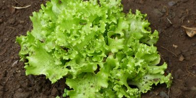 Plantation des salades (CE1-CE2)