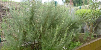 Jardin d’aromatiques