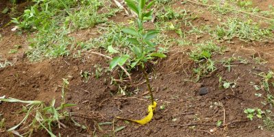 Des arbres fruitiers dans l’école