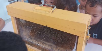 Les abeilles en GS