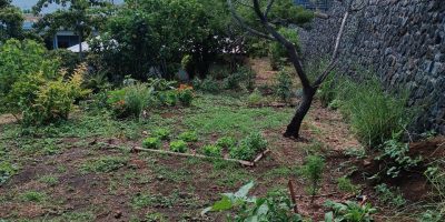 Le potager de l’école