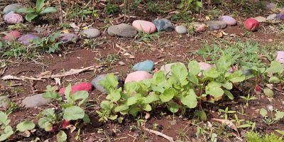 Jardin potager des maternelles