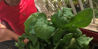 récolte de roquette