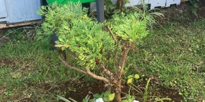 Utilisons le lombricomposteur
