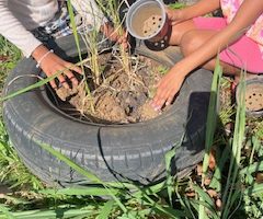 Plantation de riz