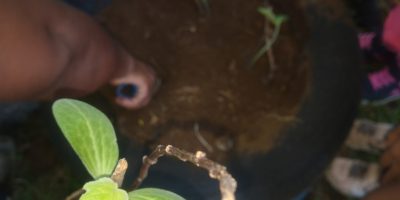 On a la main verte grâce à nos bio déchets!