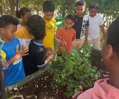 Un potager d’aromates à la rivière des galets