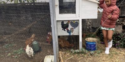 De déchets à délices gallinacés !