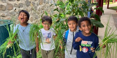 Récolte de fin d’année en maternelle !