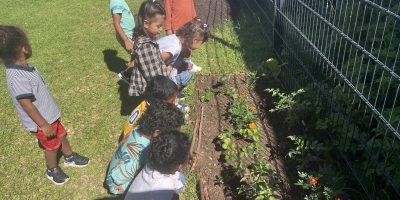 Plantations à l’école Ravine Daniel