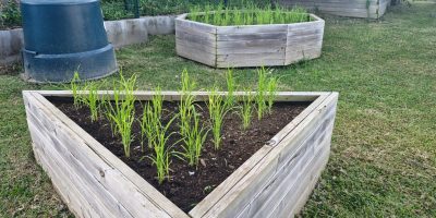 Culture du riz à l’école