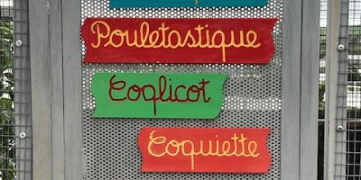 Les poulettes de l’école Bois Joli Cœur ont enfin des noms !