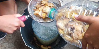 Comment fabriquer un engrais liquide à partir de peaux de banane ?