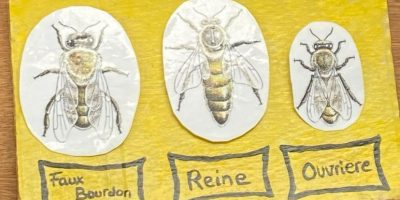 ATELIER ABEILLES A ENDEMIA