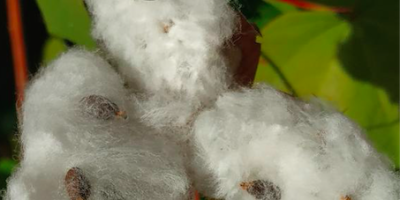 La fleur de coton dans un projet pluridisciplinaire