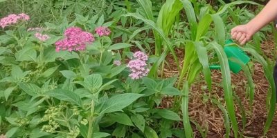 Des plantes « lontan » dans nos jardins et dans nos verres
