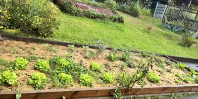 Notre 1ère plantation