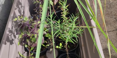 Les plantes magiques