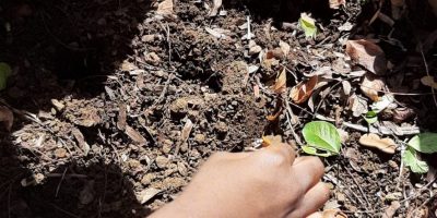 Plantation chez Les Moyennes Sections