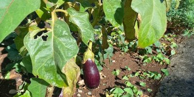 Les Coccinelles au potager