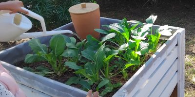 Les jardinières autonomes!