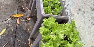 Culture de salades