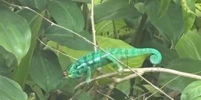 Préservation de la biodiversité