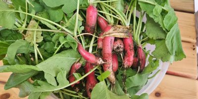 Des radis et de la roquette, du jardin à l’assiette…