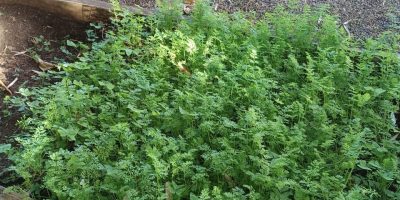 Du goûter au potager, pour une récolte réussie