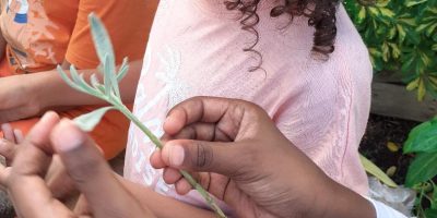 les étapes du bouturage