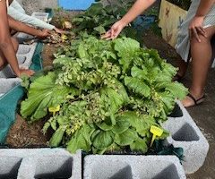 Le potager