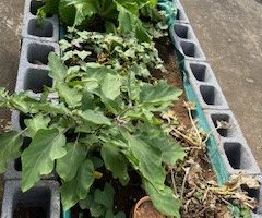 endémiques et aromatiques