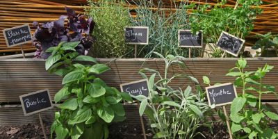 Notre jardin des aromates à l’école