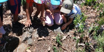 Plantes aromatiques et médicinales