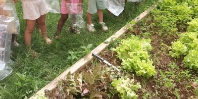 Mon premier potager