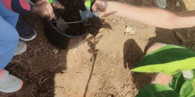 Des arbres fruitiers