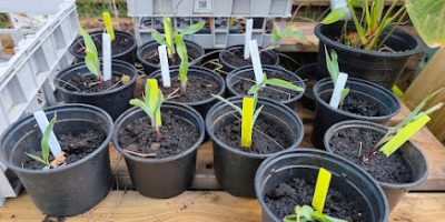 les plantations chez les Grands