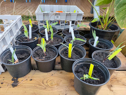 les plantations chez les Grands