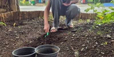 POTAGER DE LA CLASSE DE CM2