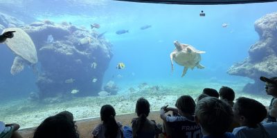 Visite du centre de soins des tortues marines / Kelonia