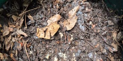 Notre compost et notre jardin à lécole