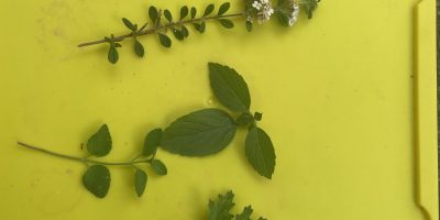 Structurer sa pensée avec notre potager