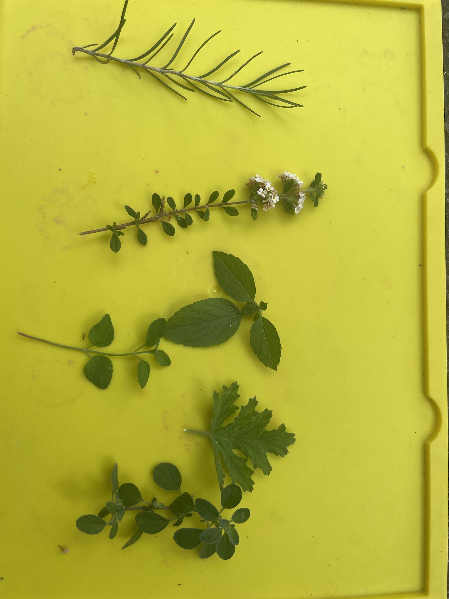 Structurer sa pensée avec notre potager