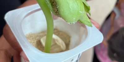 De la Graine à la Plante