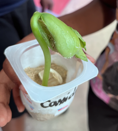 De la Graine à la Plante