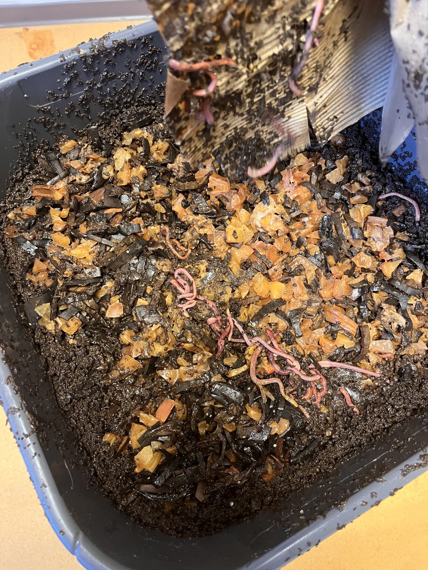 🪱 Le super jus des lombrics !