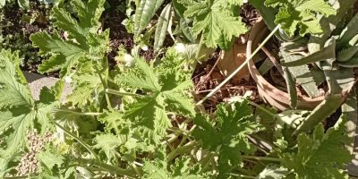 Le premier carré potager devant la cantine donne aujourd’hui de jolies plantes.