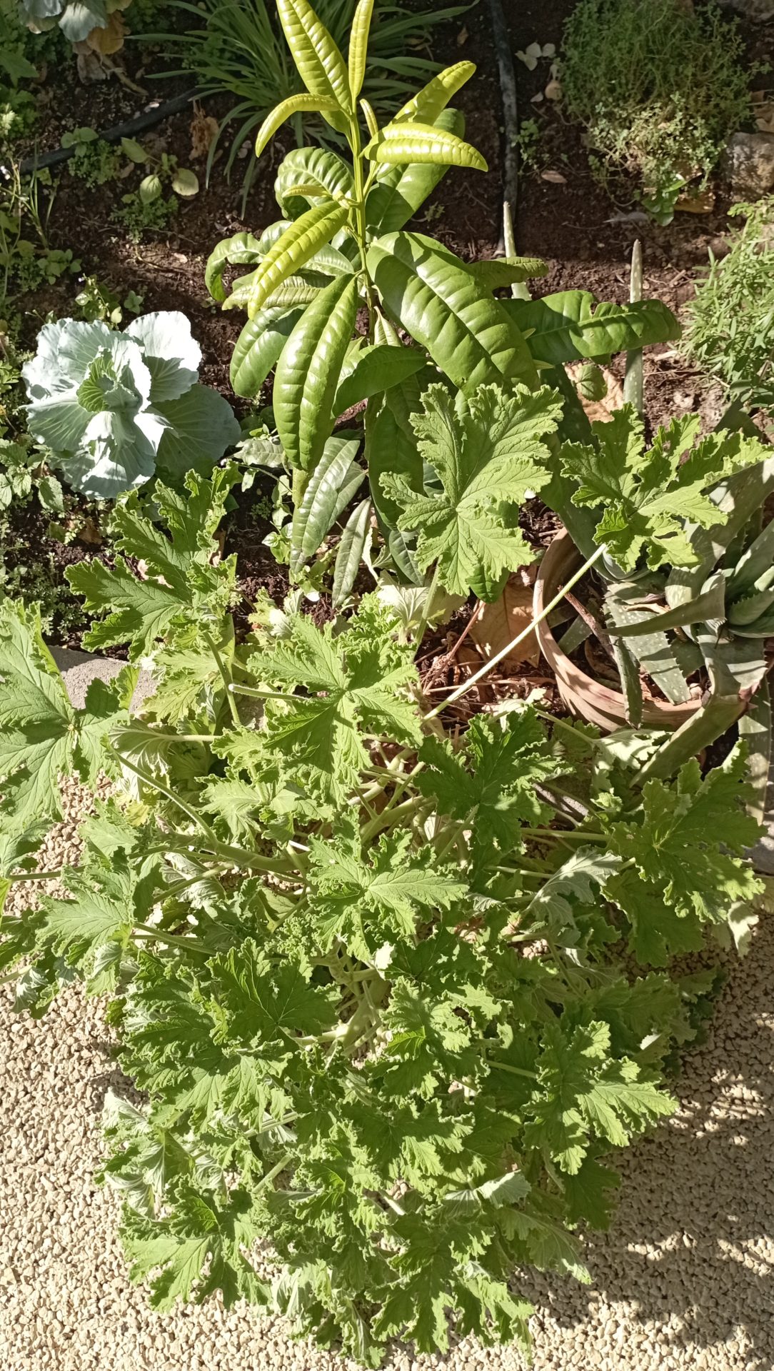 Le premier carré potager devant la cantine donne aujourd’hui de jolies plantes.