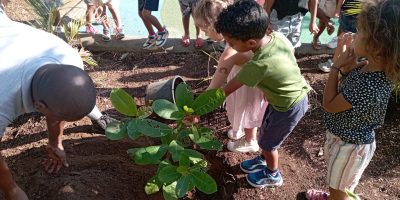 Plantation d’un pied de badamier dans la cour des grands